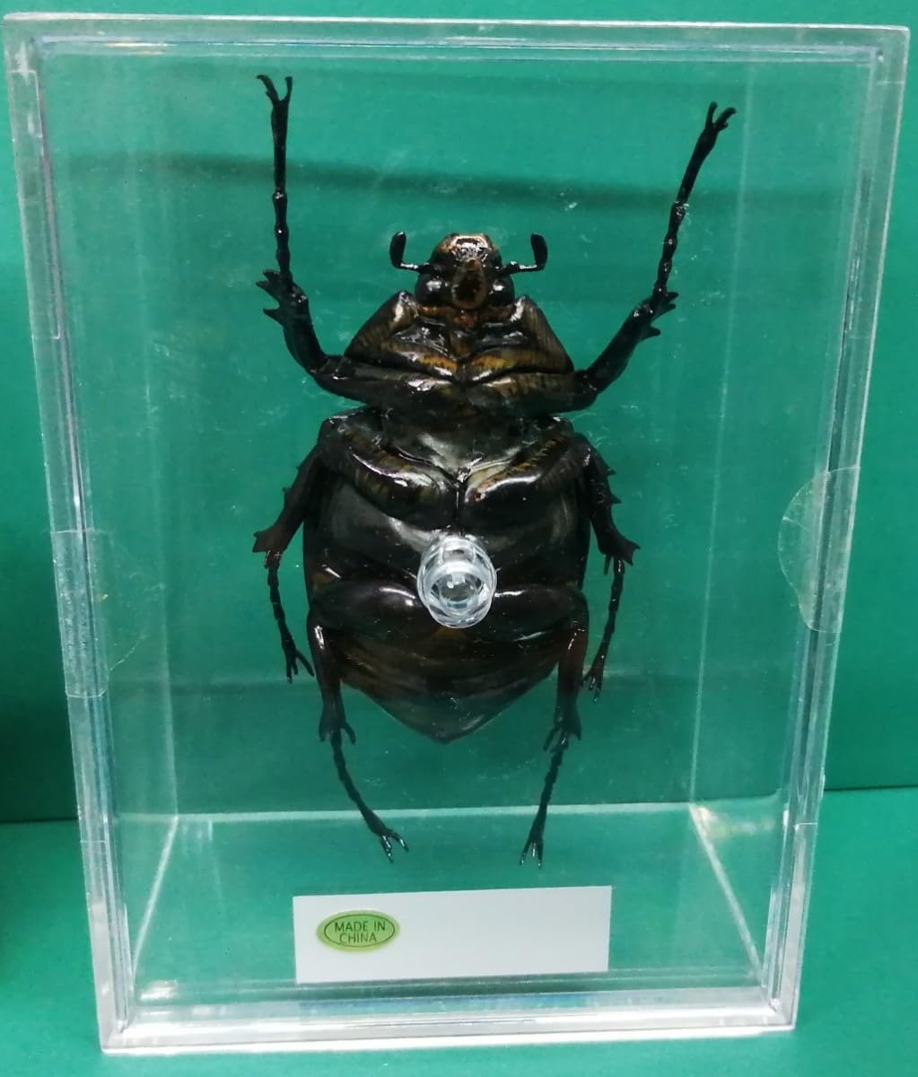 Amazon | マルスゾウカブト 雌 デアゴスティーニ 世界の昆虫